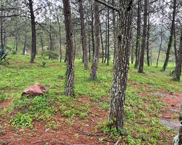 terreno en venta tapalpa